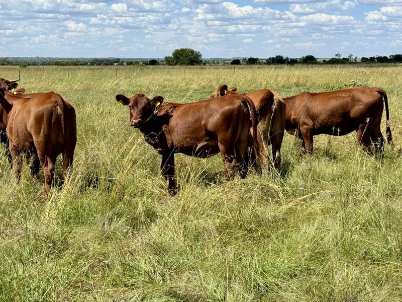 0 Bedroom Property for Sale in Bothaville Free State